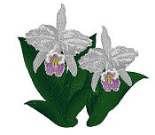 Cattleya Mendelli Orchid